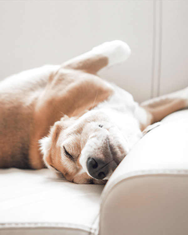 Soin pour chiens &agrave; base d'huile de chanvre