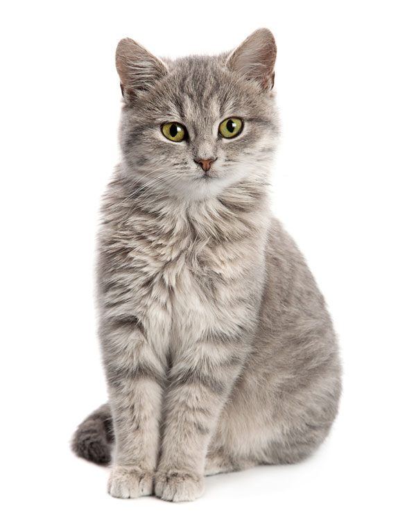 CBD pour toutes les races de chats CBD pour toutes les races de chats