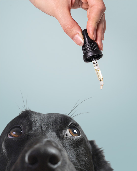 L'effet bénéfique du CBD pour animaux L'effet bénéfique du CBD pour animaux