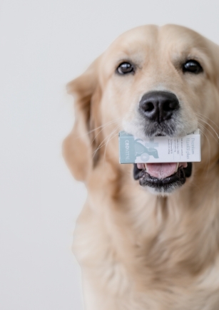 CBD pour animaux CBD pour animaux